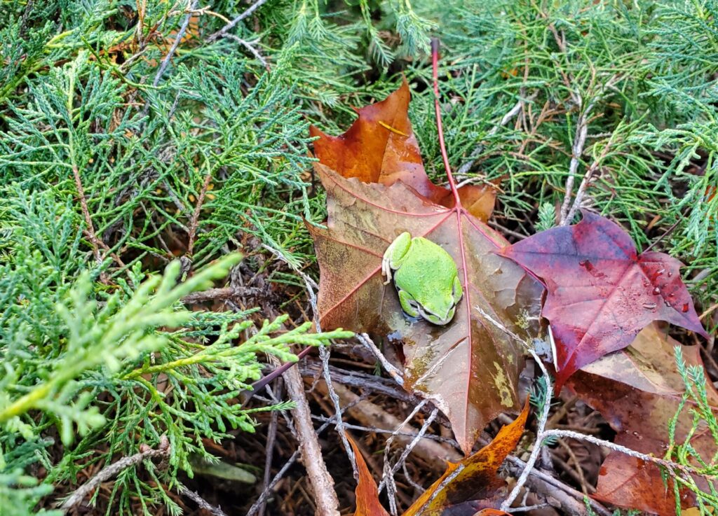 Tree frog resting on a fallen maple leaf