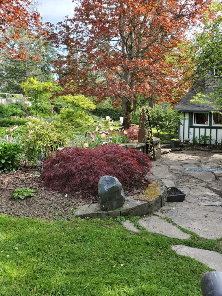 Japanese maple and tulips beside a flagstone patio