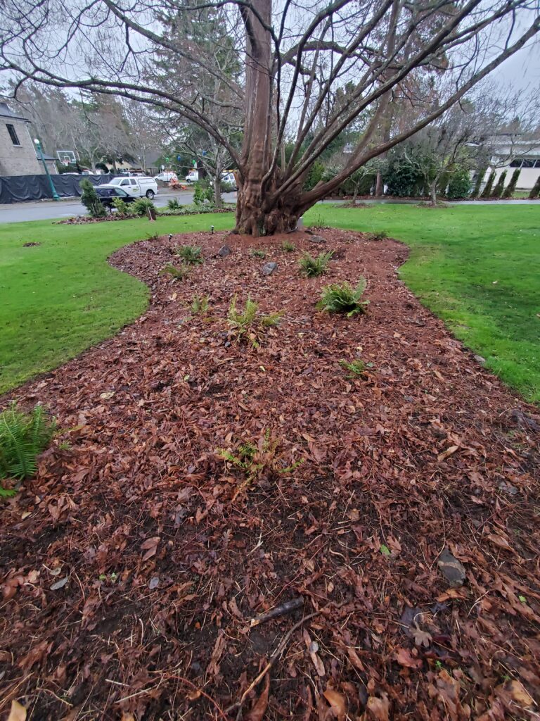 Freshly mulched bed under a mature tree