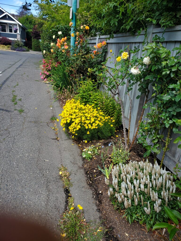 Roadside bed of yellow and white perennials beside a fence