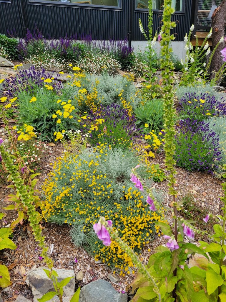 Drought-tolerant bed of lavender, broom and foxgloves