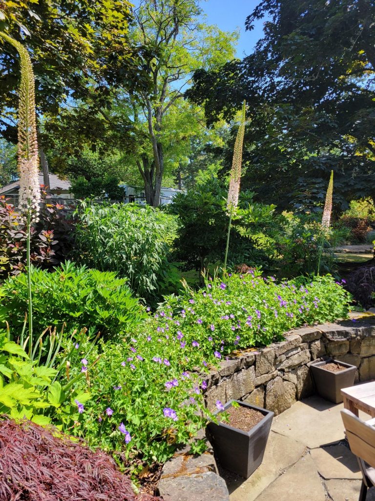 Foxtail lilies and hardy geraniums above a stone retaining wall