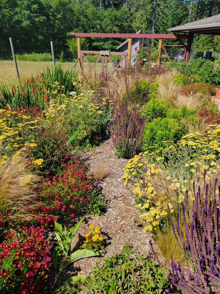 Mulch path through yarrow, salvia and grasses